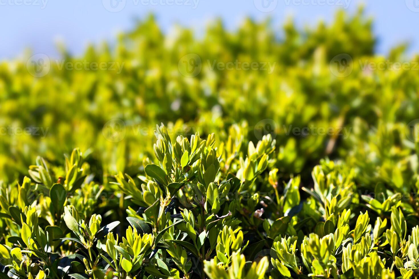 A close up of a bush with green leaves photo