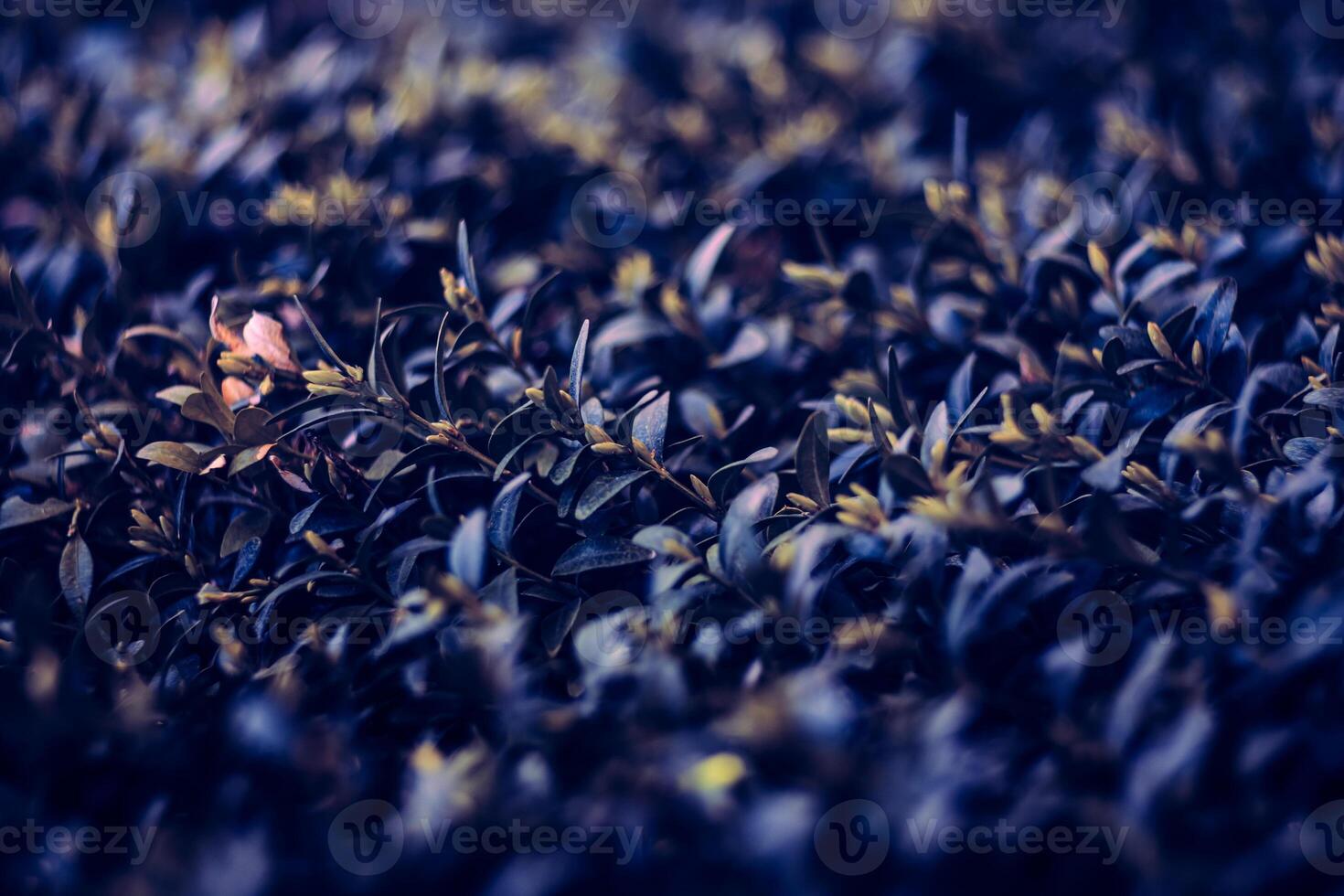 A close up of a bush with leaves and flowers photo