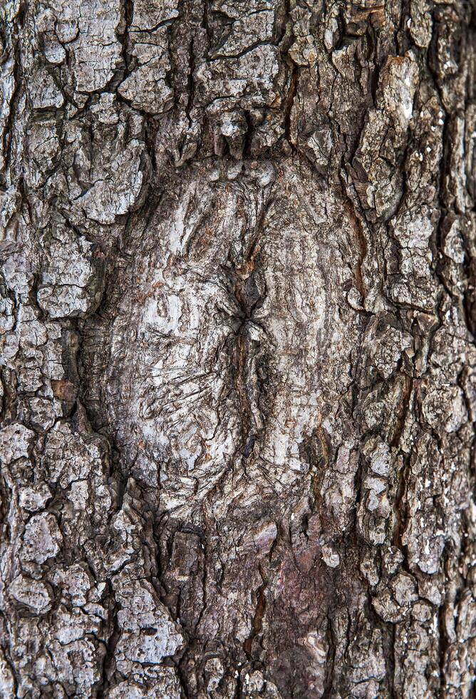 A close up of a tree with a hole in it photo