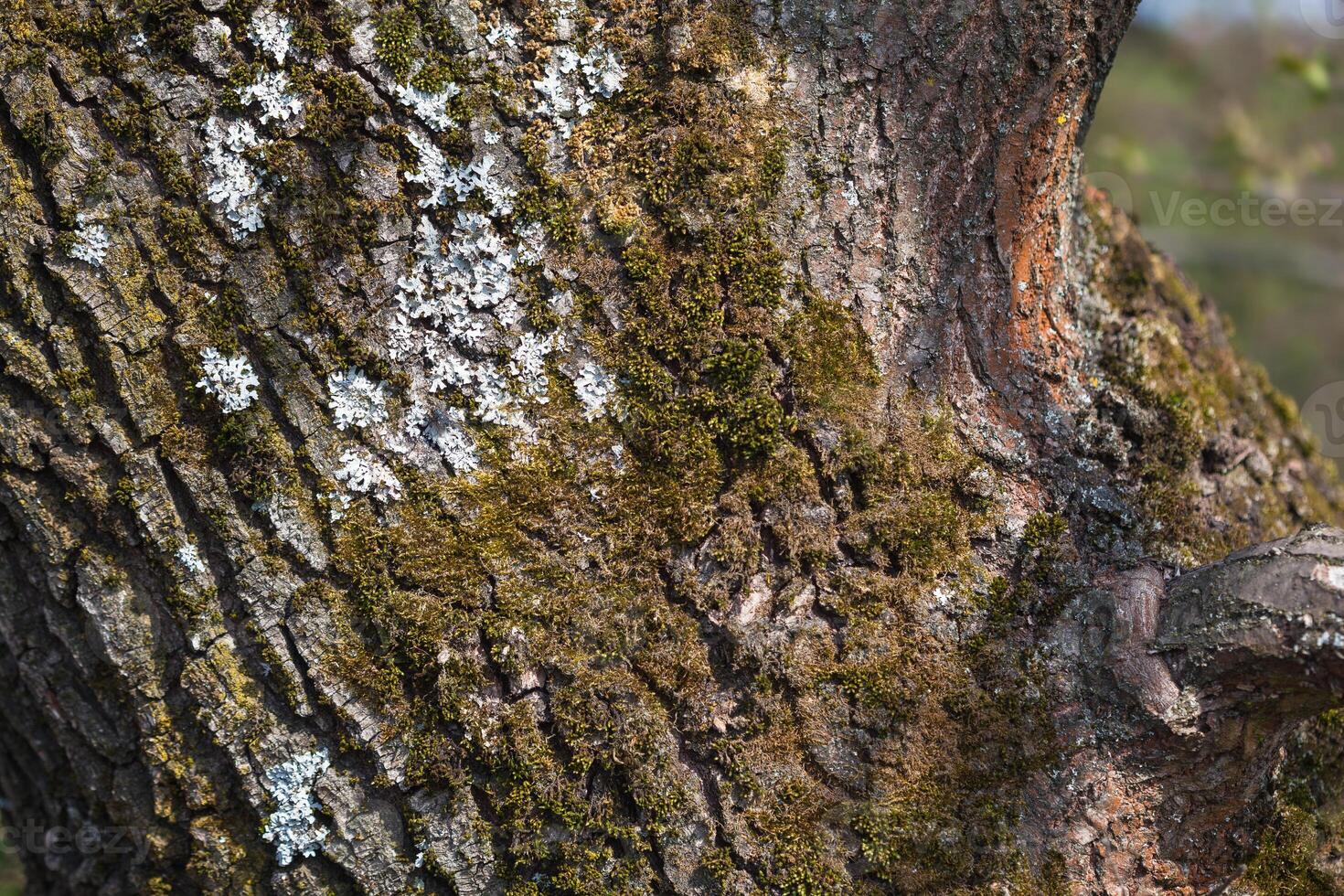 A bird sitting on a tree trunk with a branch photo