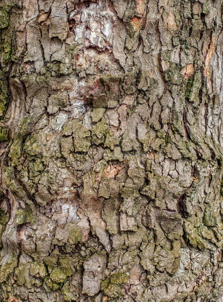 A close up of the bark of a tree photo