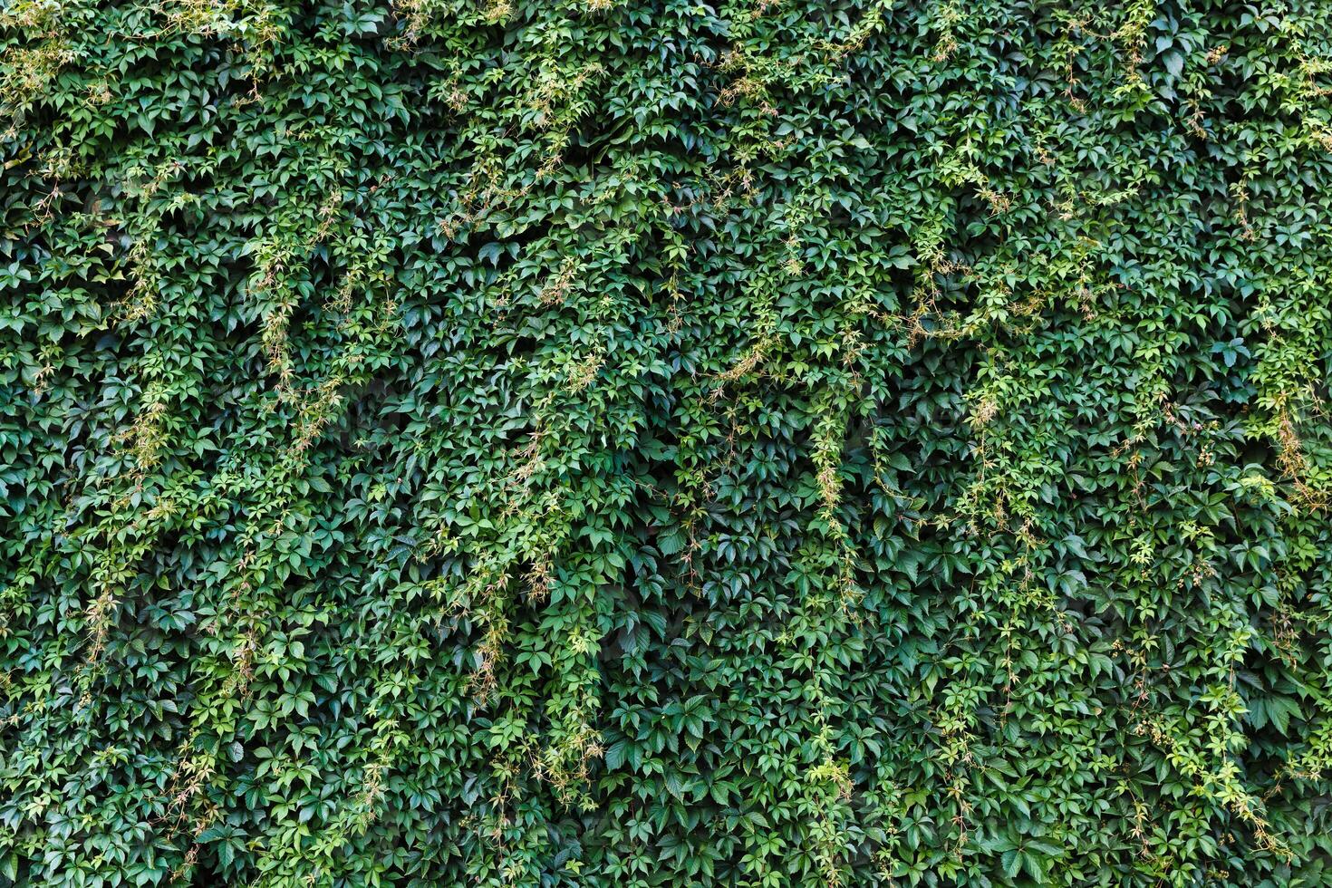 A wall covered in green ivy photo