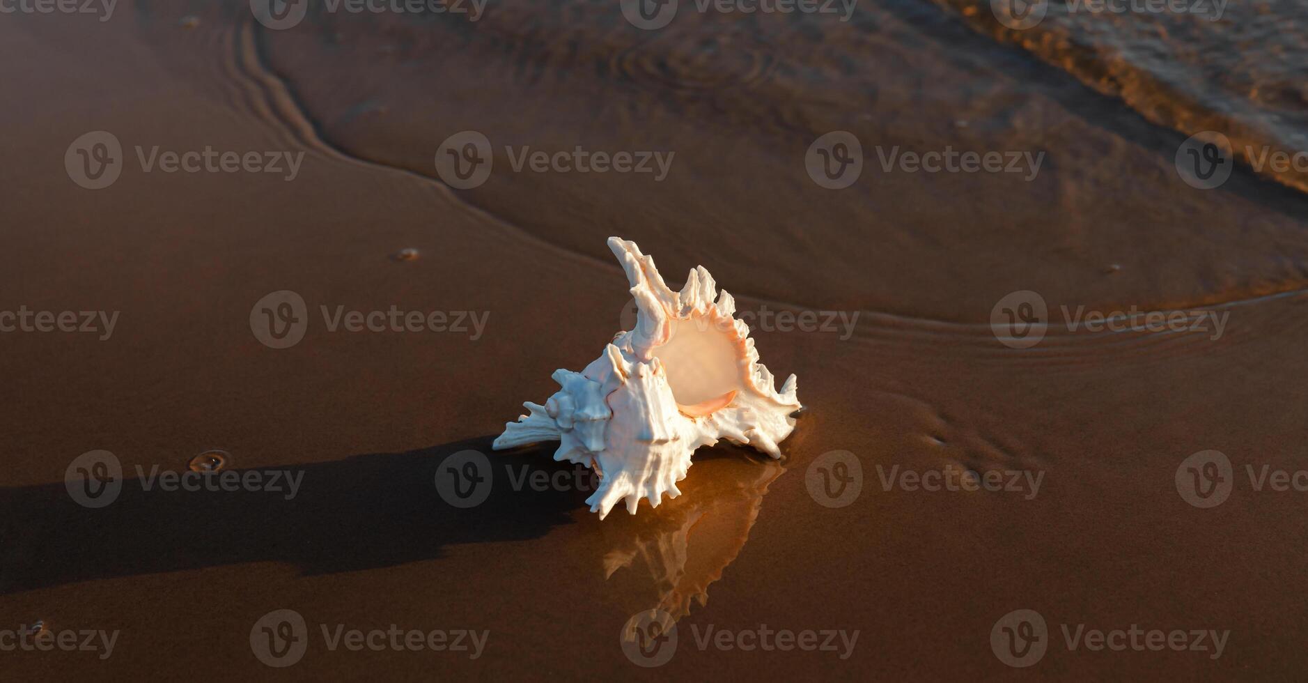 A shell on the beach photo