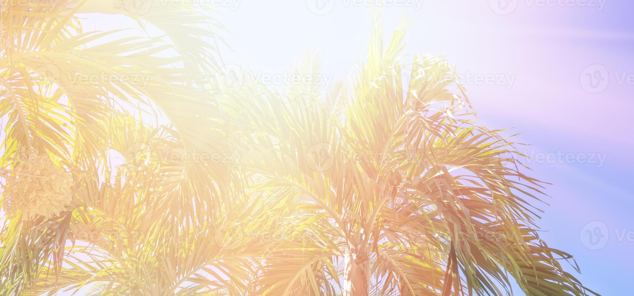 A plane flying over palm trees in the sky photo