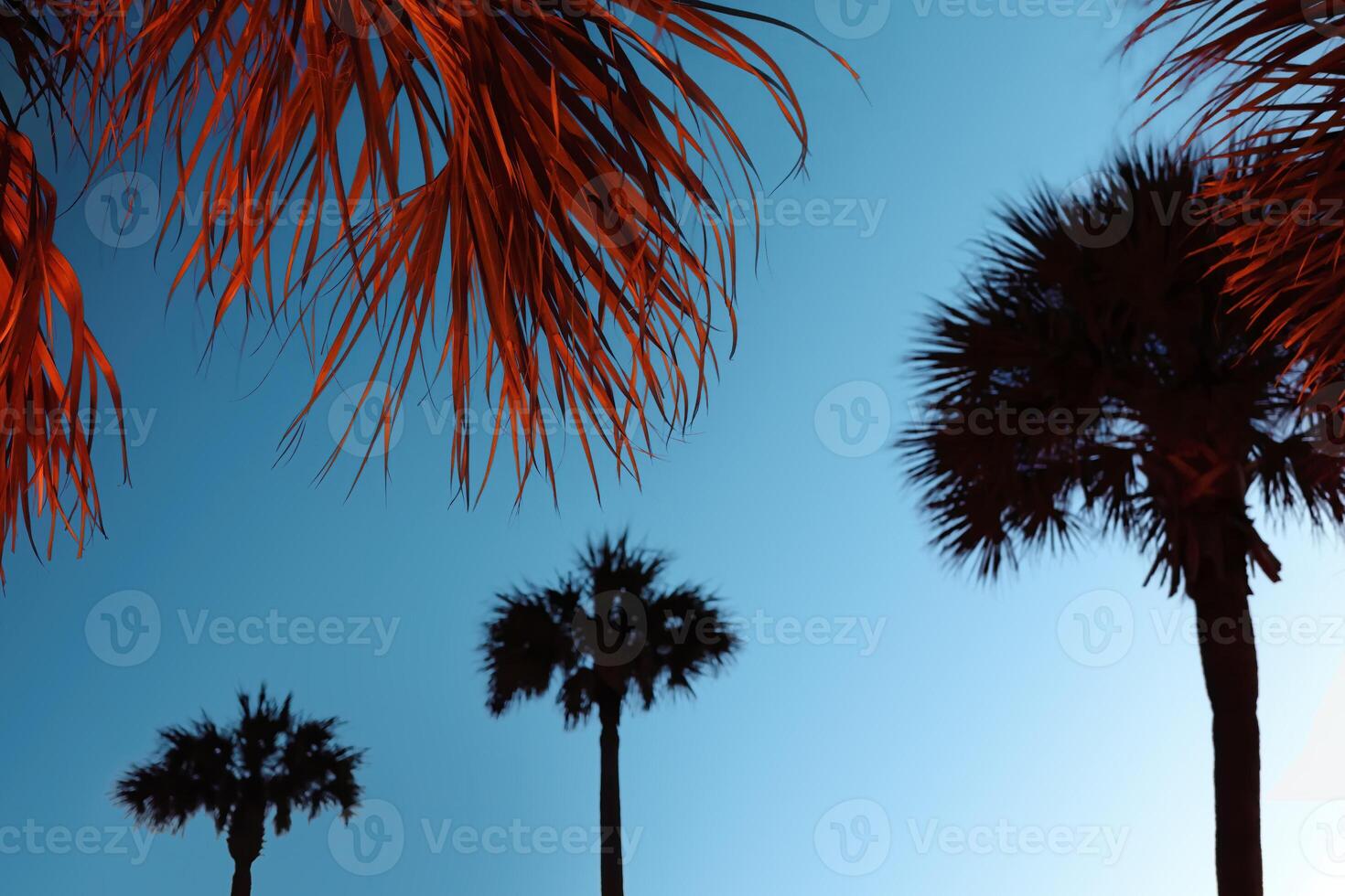 A group of palm trees with a blue sky in the background photo