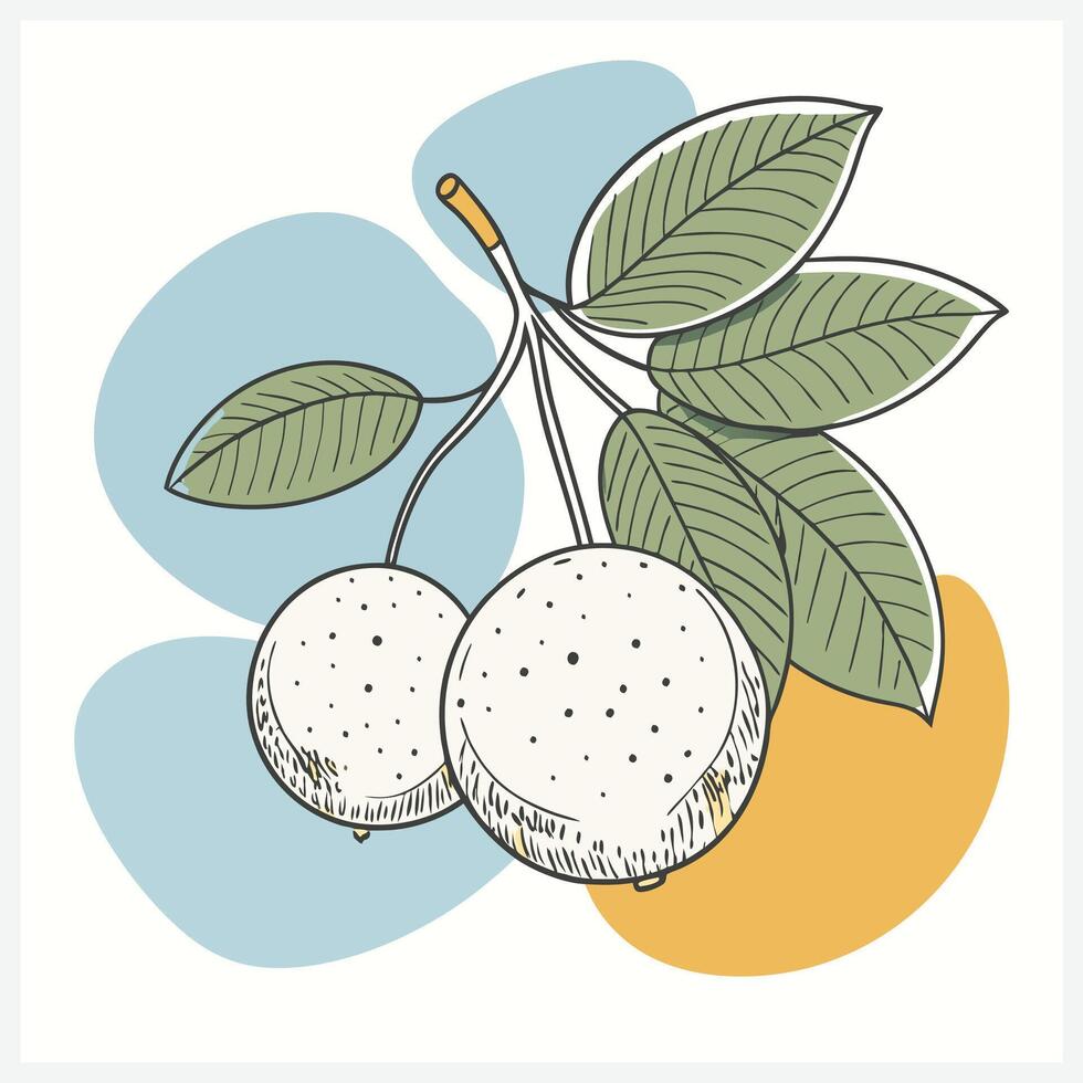 Exquisite Longan Dimocarpus Fruit Illustration. vector