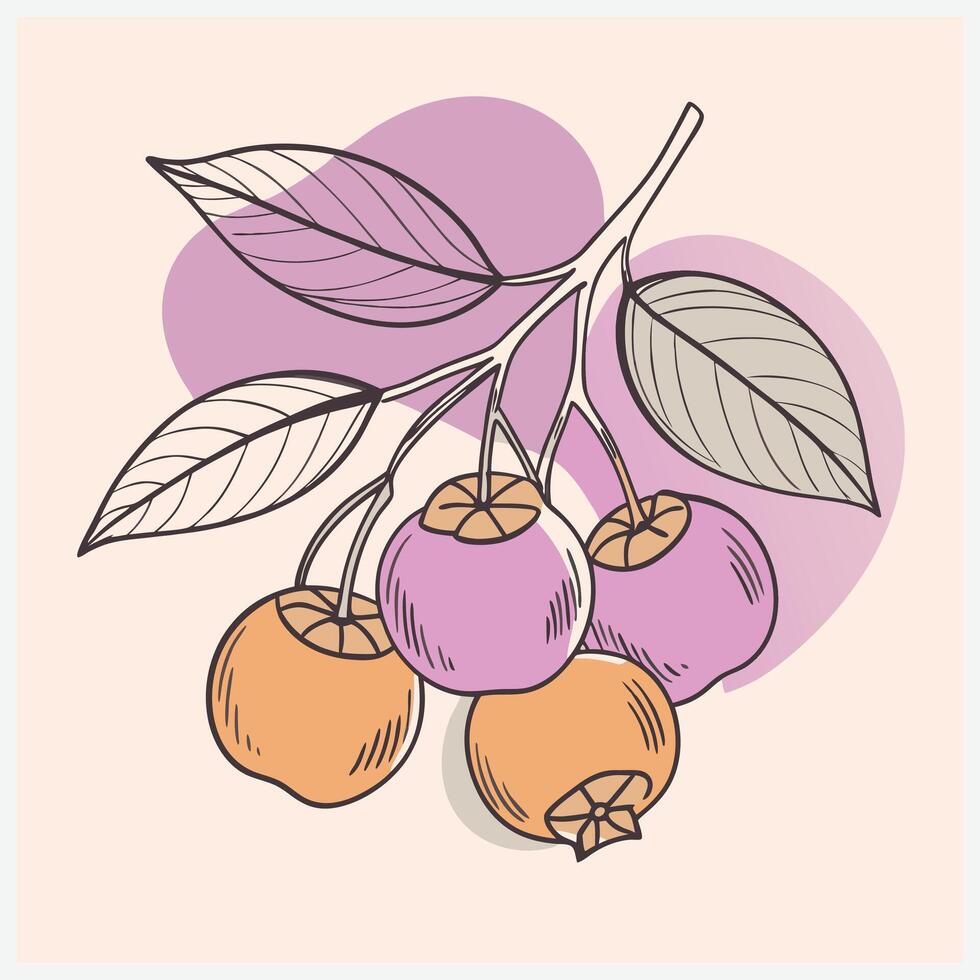 An illustration of a branch with berries vector