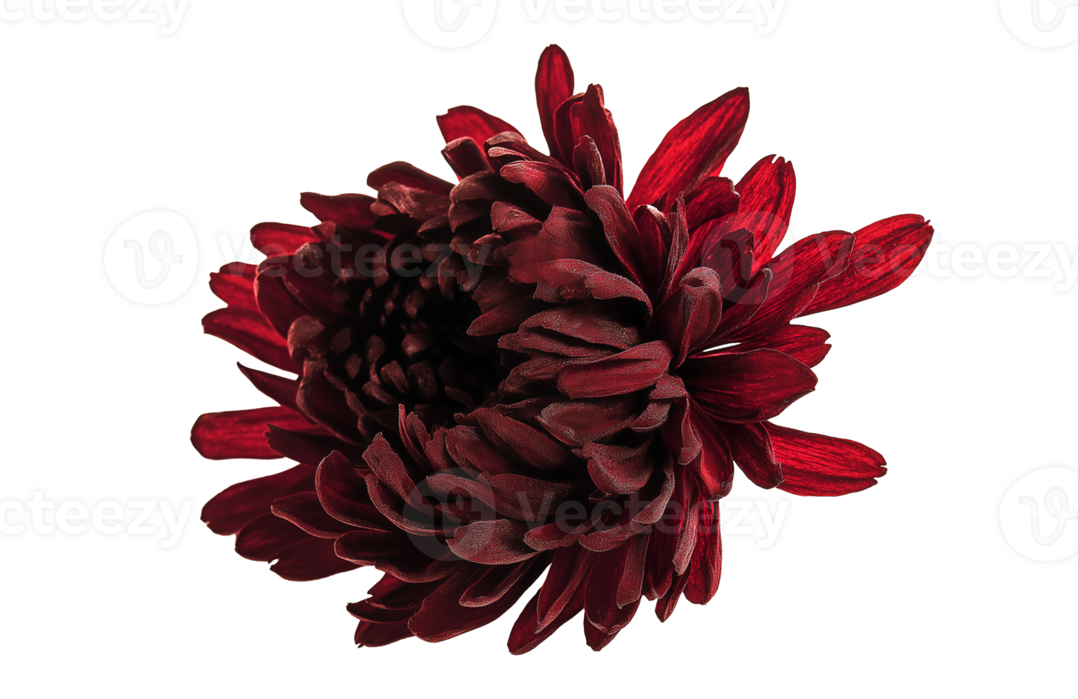 Deep red dried chrysanthemum flower bloom image isolated transparent. Floral layered petals rich texture cut out. Autumn-inspired decor cutout element object photography png