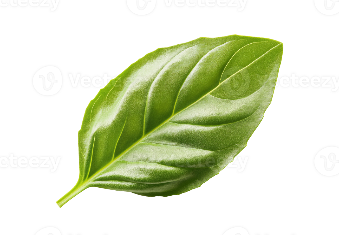 Single vibrant green basil leaf with smooth texture image isolated transparent. Basilicum herb leaf cut out. Culinary, herbal, health theme cutout element object photography png