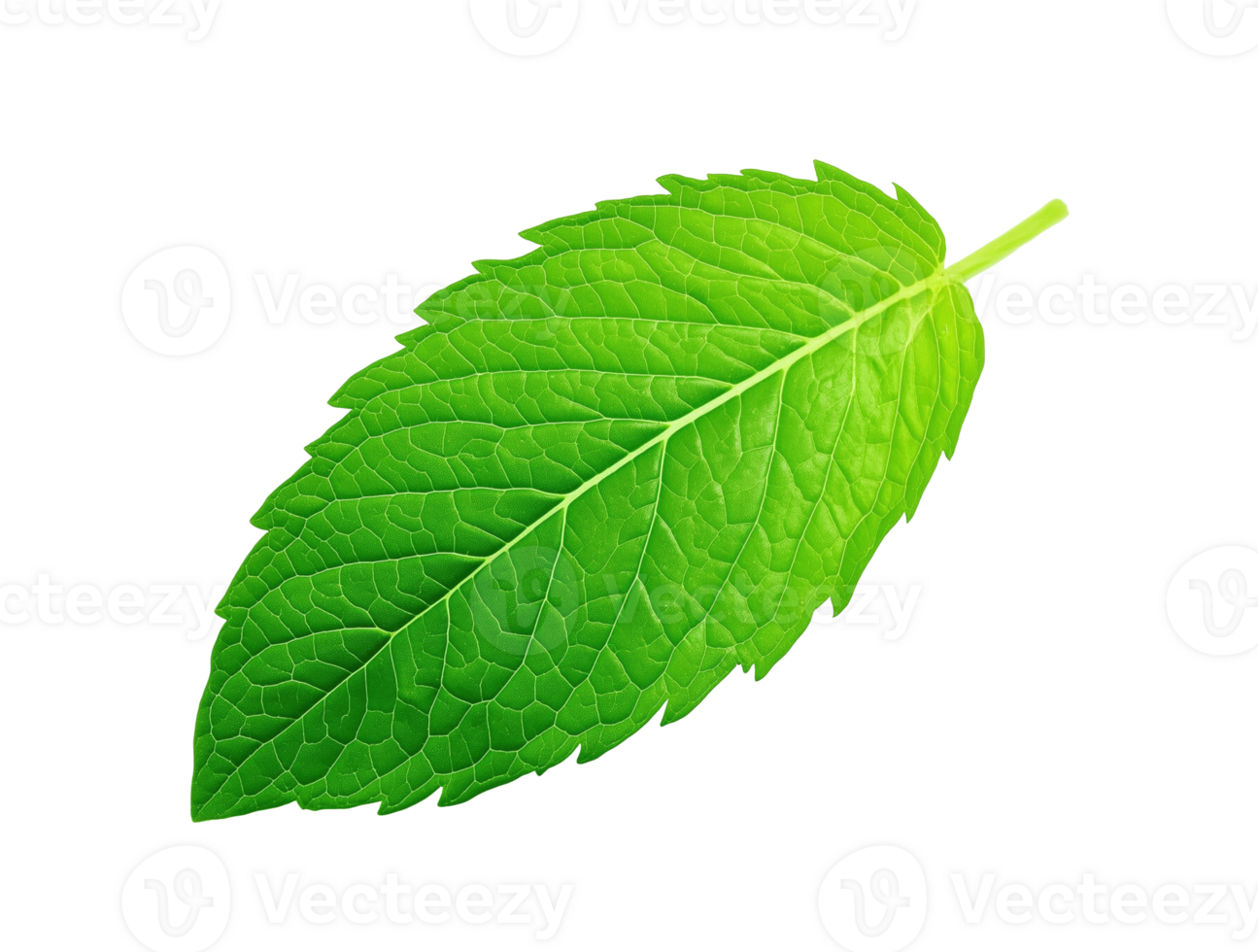 Fresh green mint leaf with detailed textures and veins image isolated transparent. Peppermint herb foliage cut out. Culinary, herbal theme cutout element object photography png