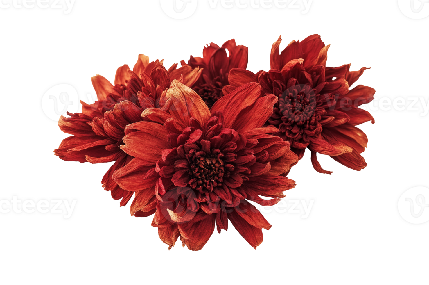 Cluster of red dried chrysanthemum blooms image isolated transparent. Autumn-themed voluminous petals cut out. Floral compositions cutout element object photography png