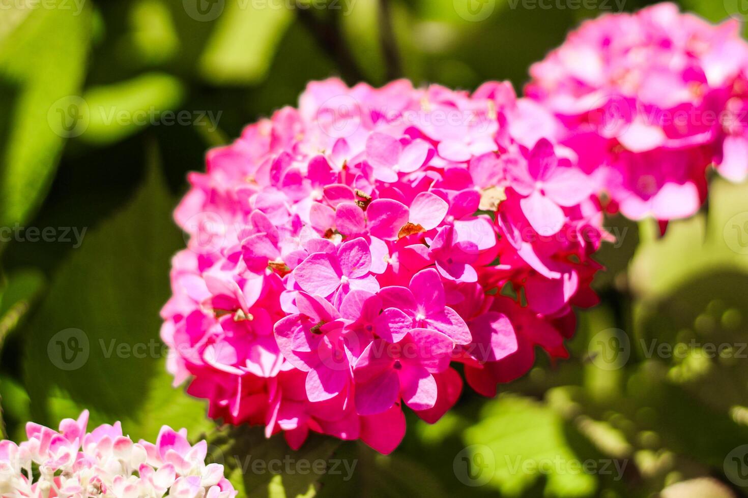 Close-up of pink hydrangea bushes in the garden photo
