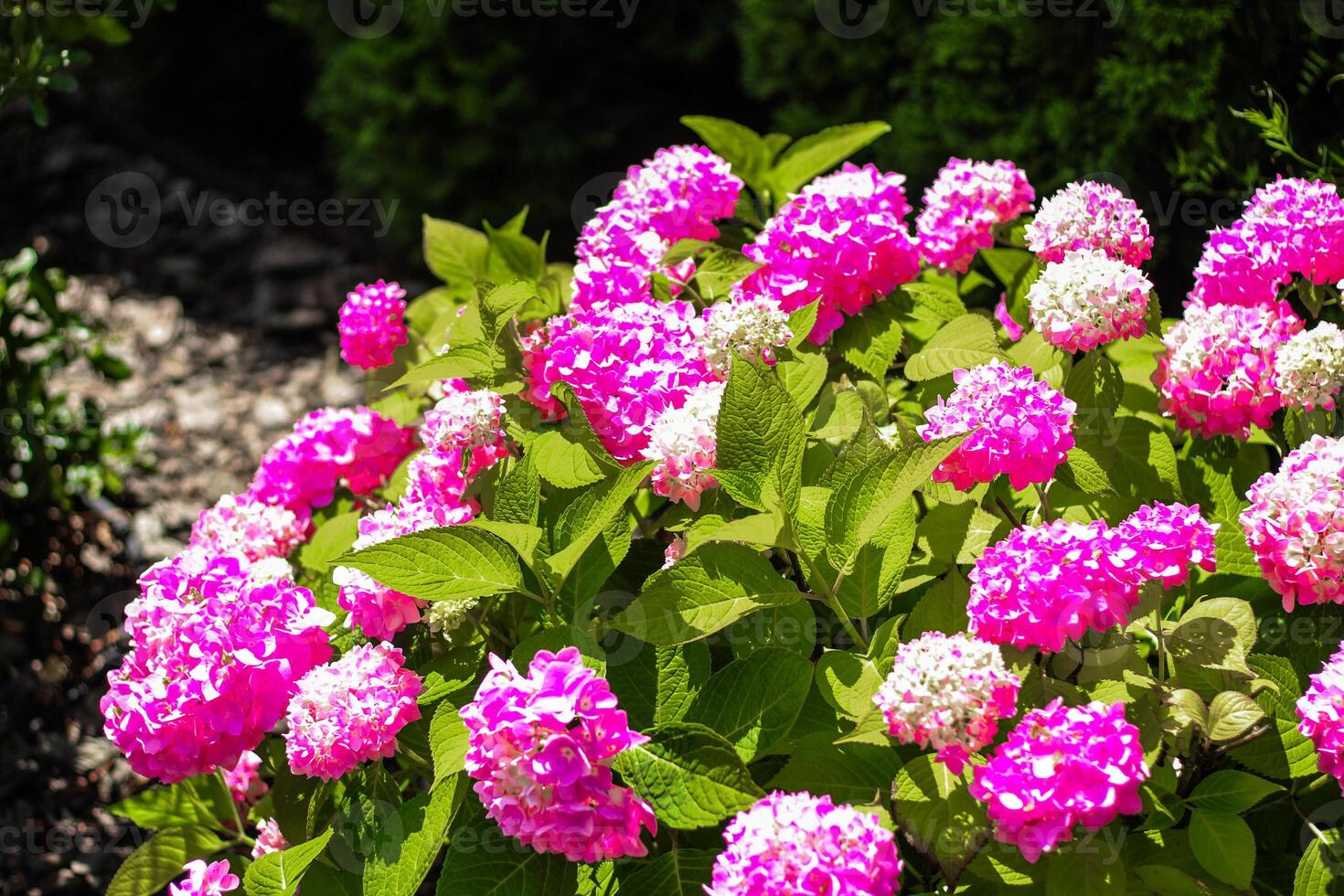 Close-up of pink hydrangea bushes in the garden photo