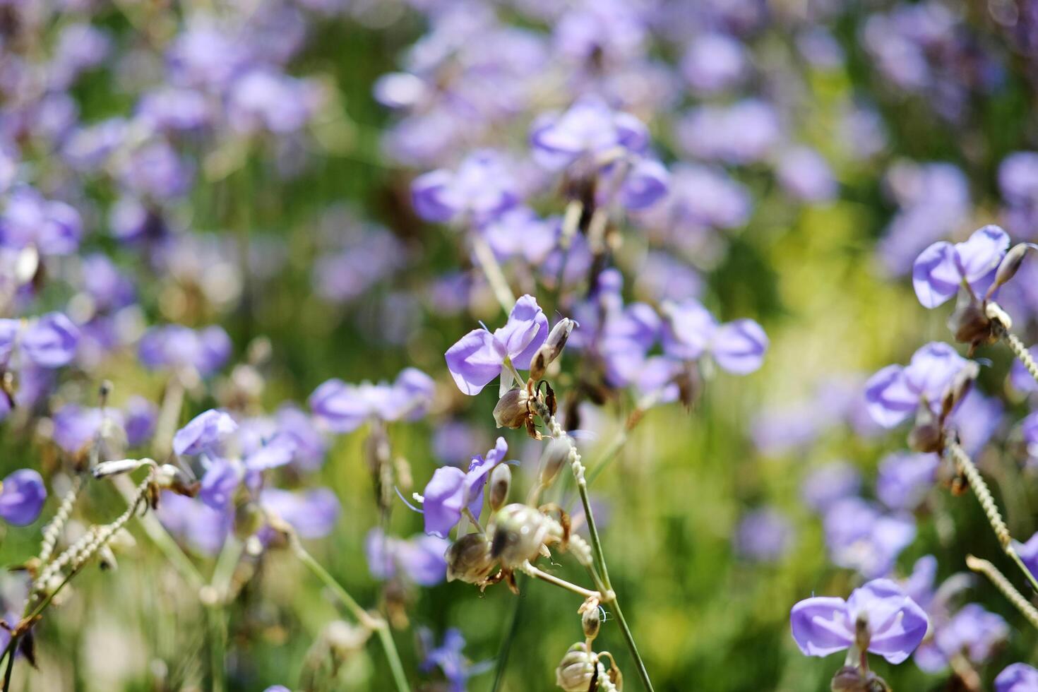 Blooming purple Murdannia Giganteum flower in meadow field with natural sunlight of garden. Copy Space photo