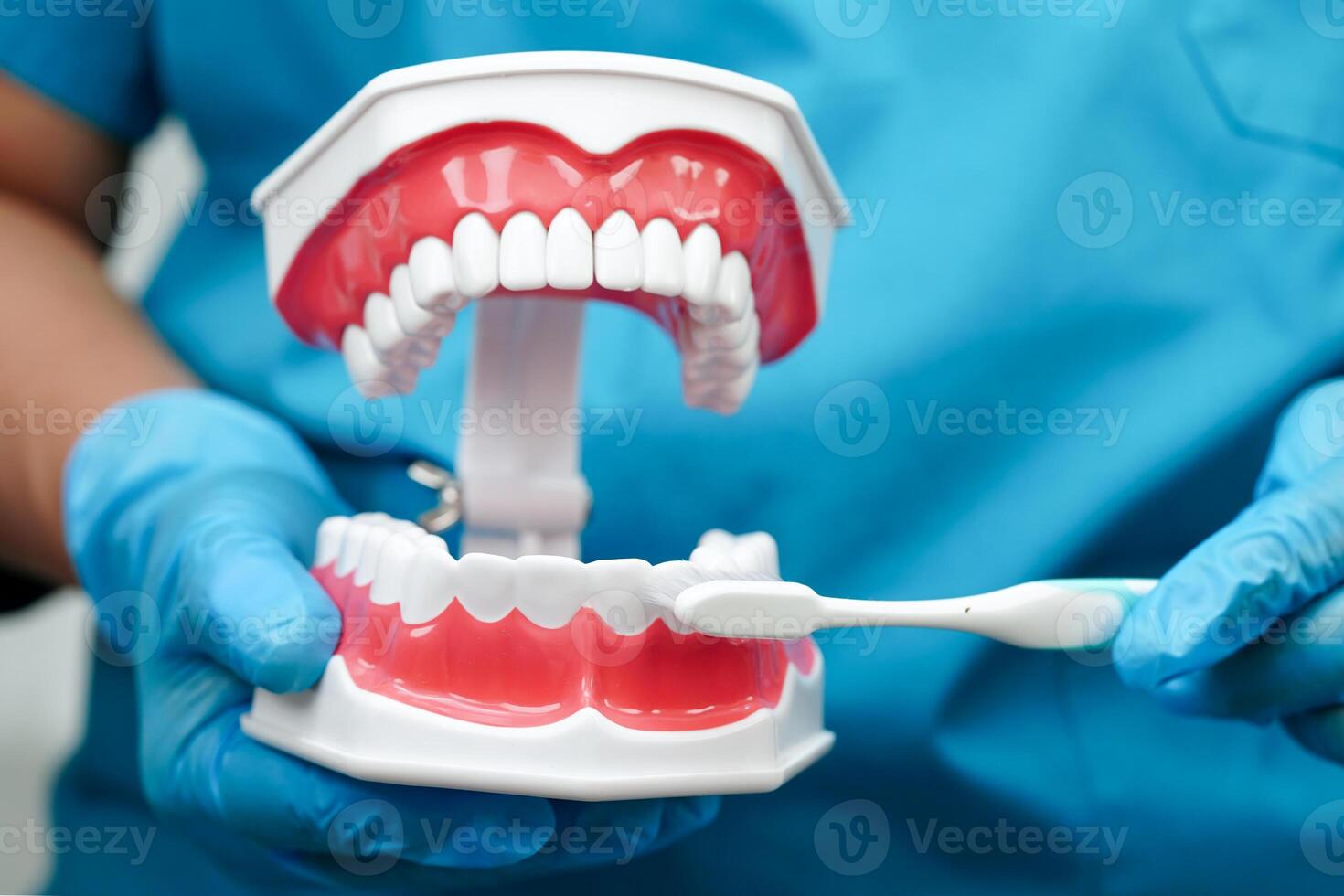 Doctor clean teeth denture with toothbrush for teach patient and dentist studying about dentistry. photo