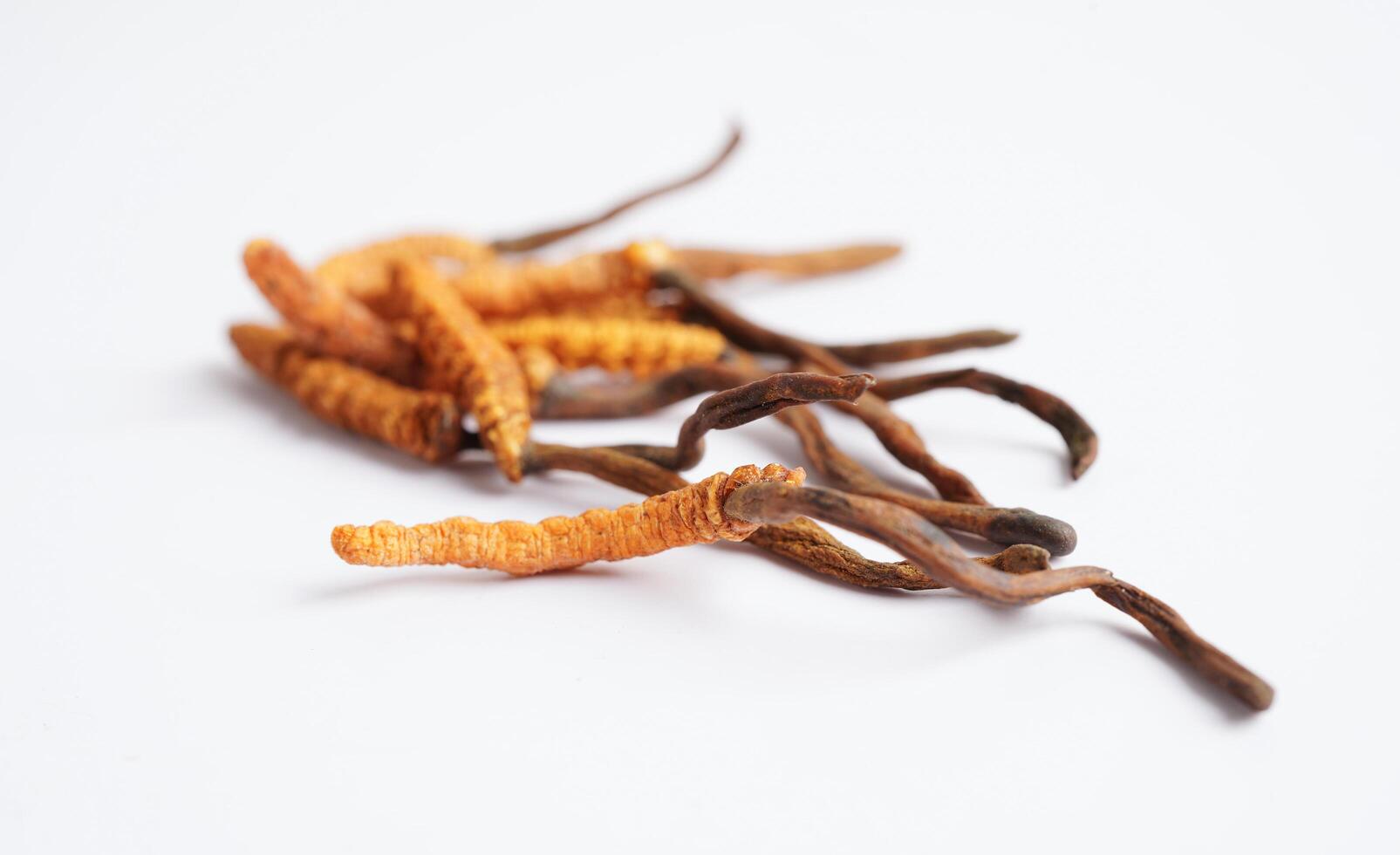 Cordyceps sinensis or Ophiocordyceps sinensis isolated on white background, mushroom herb treatment medicine. photo