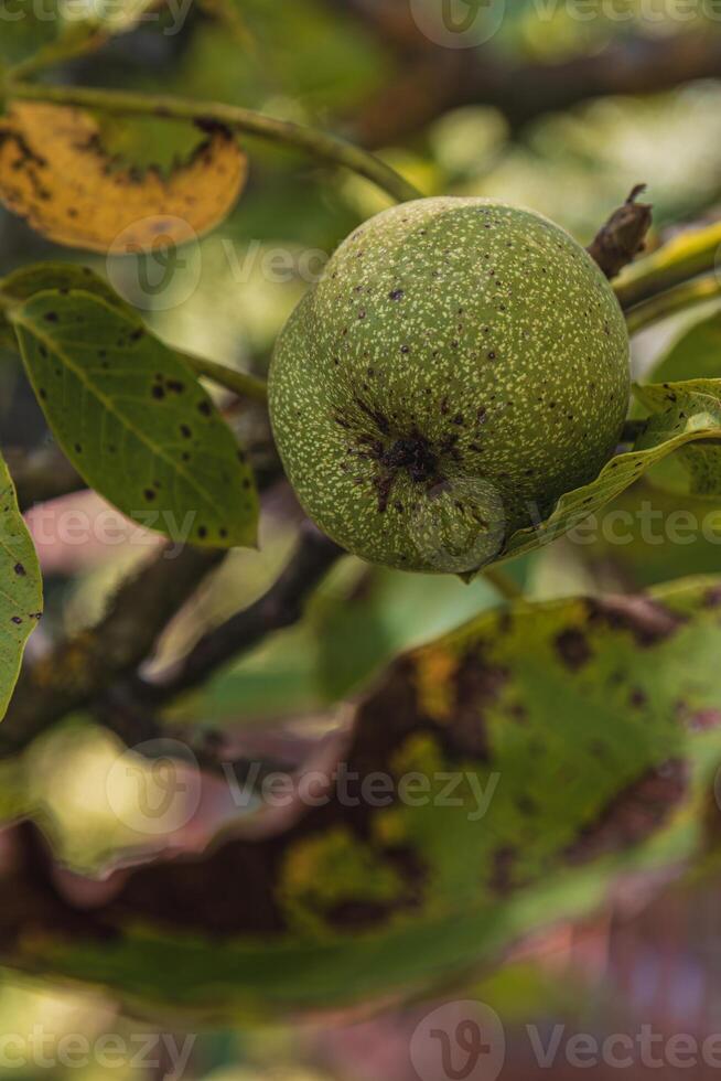 Green walnut fruits with rust spots and diseased leaves on a tree branch photo