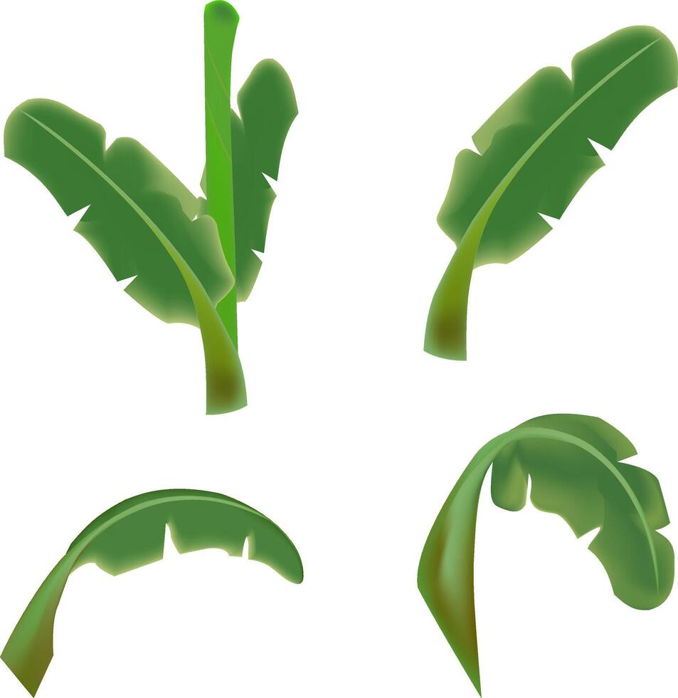 illustration of banana leafs design on a white background vector