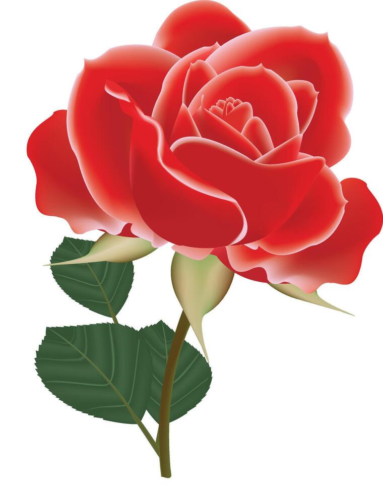 illustration of red color rose flower design vector
