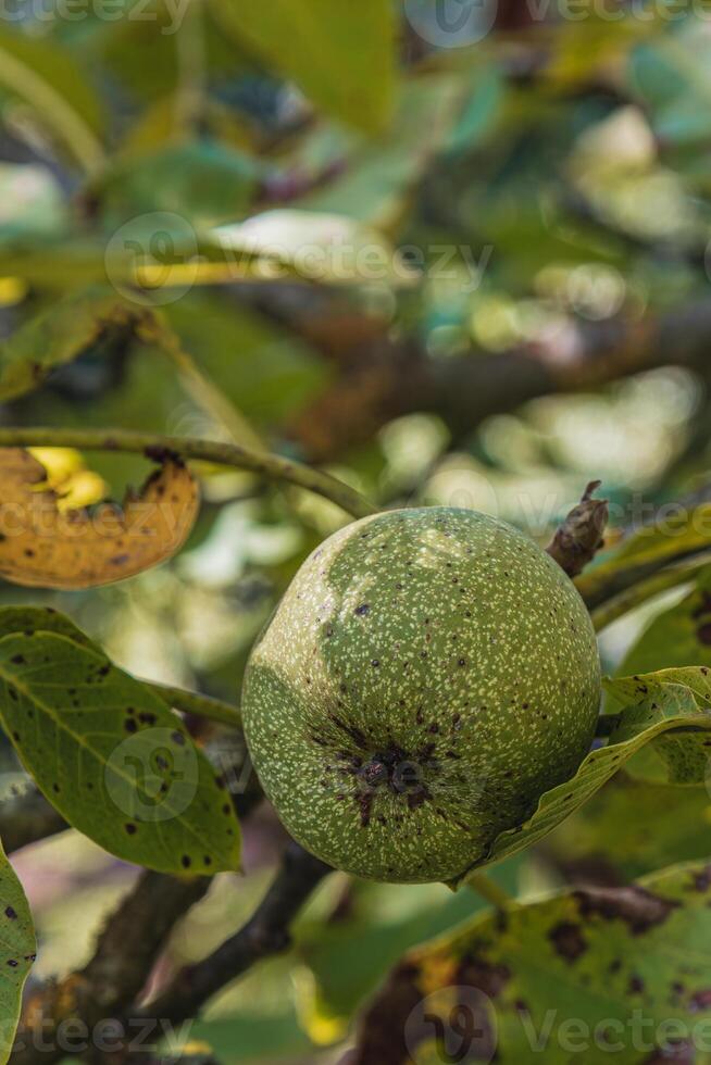 Green walnut fruits with rust spots and diseased leaves on a tree branch photo
