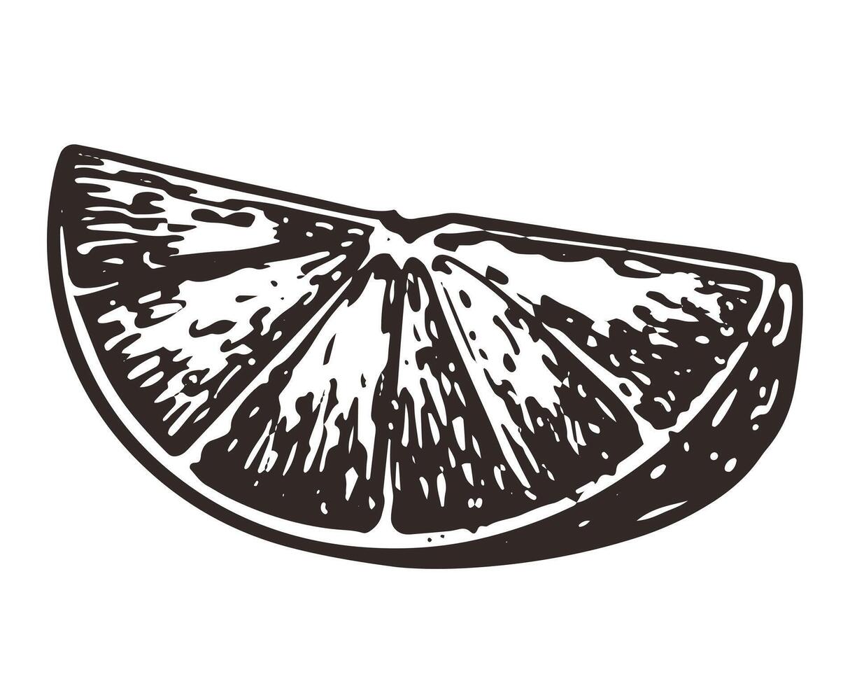 hand drawn orange slice. Monochrome sketches of citrus fruits. Engraving style drawings. Linear ink sketch of half of fruit for menu, packaging. vector