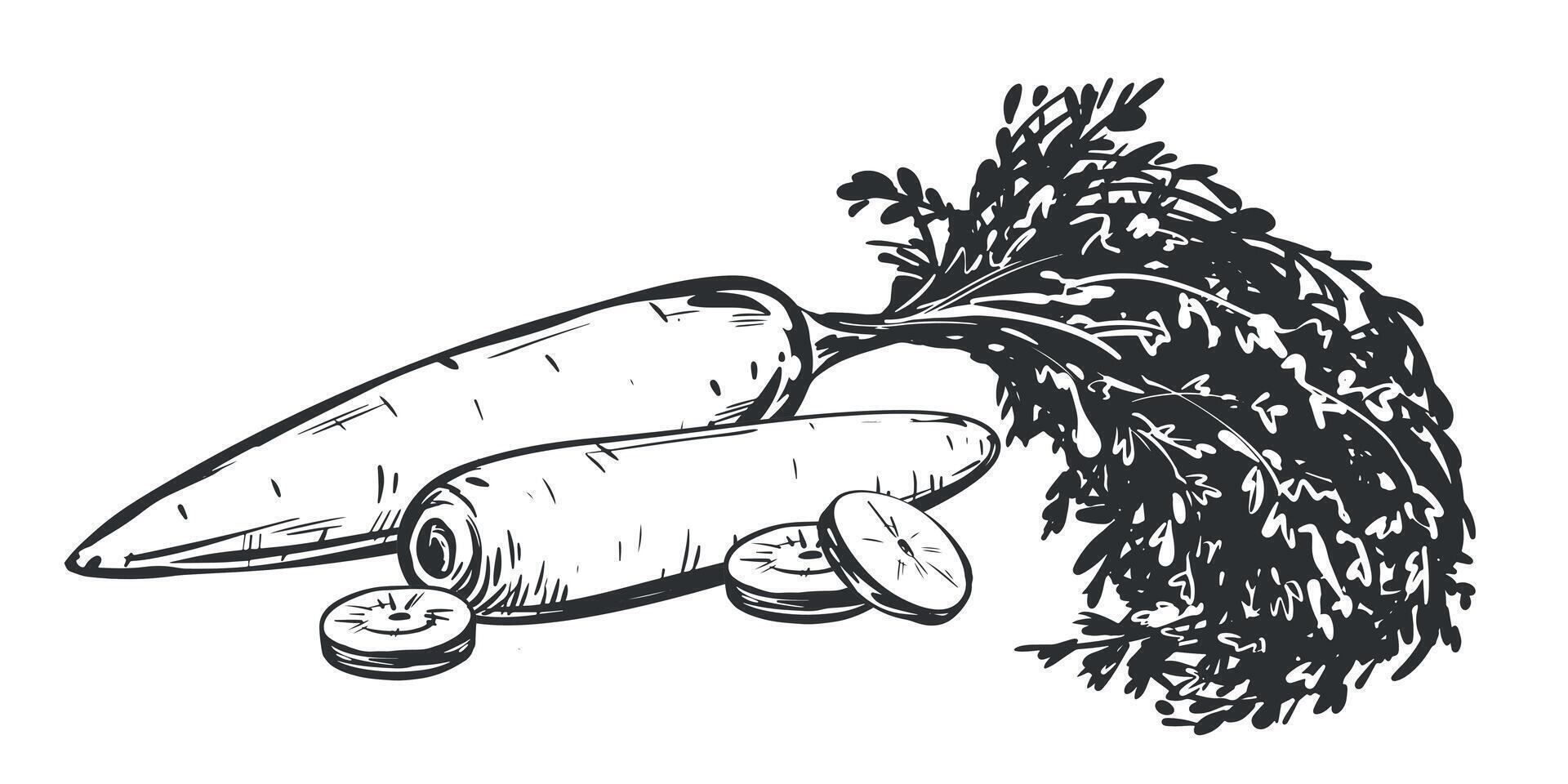 Set of carrot sketches. Whole vegetable with leaves and sliced pieces. Hand drawn natural farm food in engraving style. Source of vitamin A. Edible root vegetable. Vegetarian food. vector