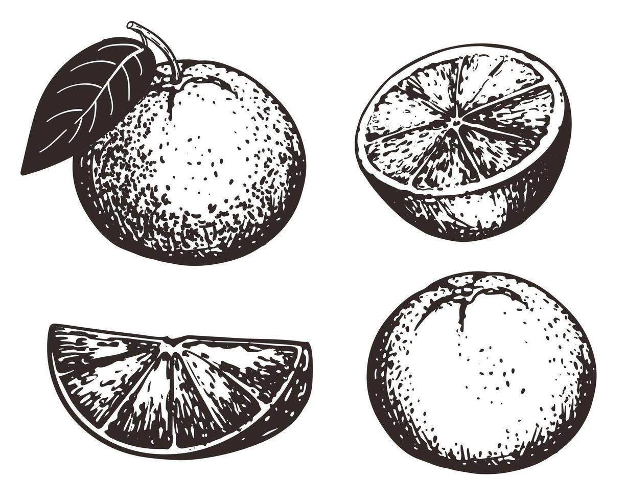 Collection of hand drawn oranges, graphic elements. illustration. Citrus sketch for menu design, brochure illustration. Black and white ink illustration. Whole fruit and pieces. vector
