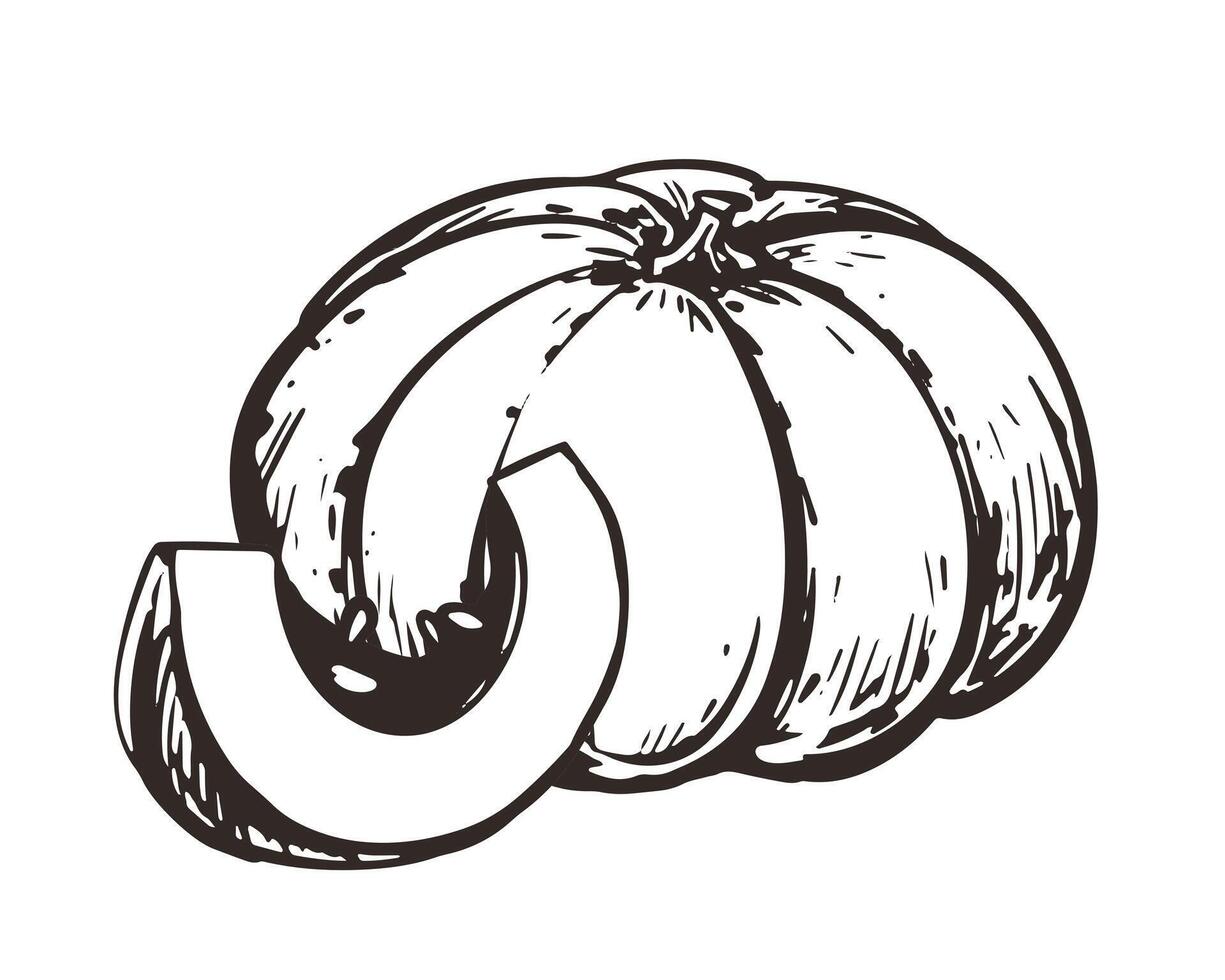 sketch of pumpkin in engraving style. Hand drawn autumn vegetable. Vintage thanksgiving design element. Line ink drawing of whole pumpkin and piece. vector