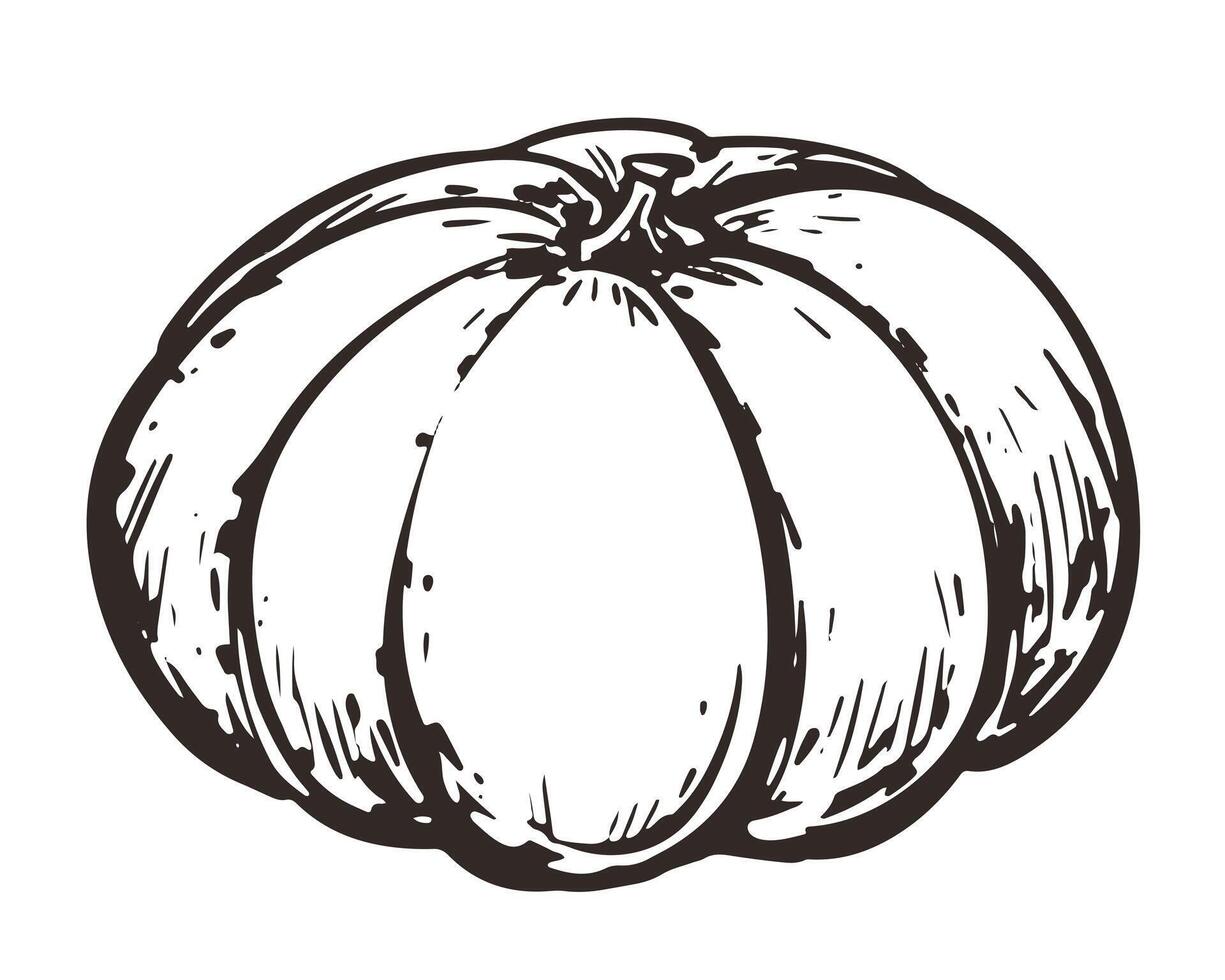 sketch of pumpkin in engraving style. Hand drawn autumn vegetable. Vintage thanksgiving design element. Whole gourd linear ink drawing. vector