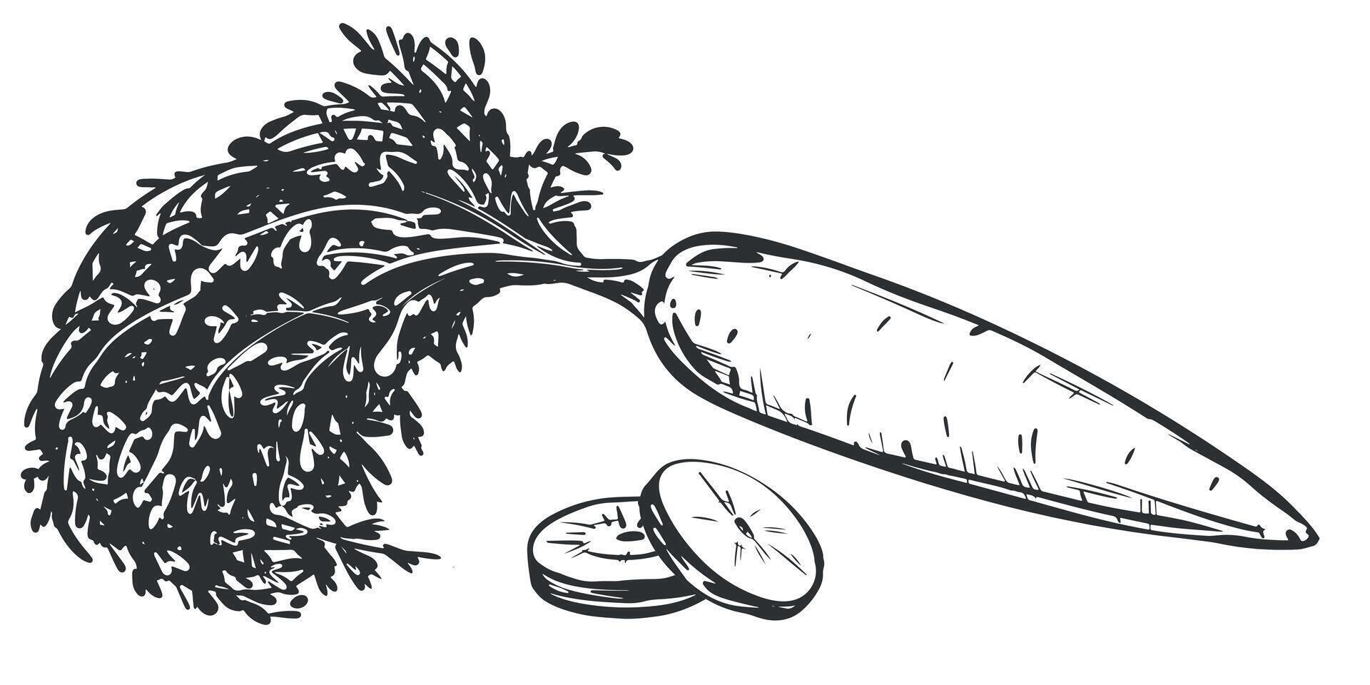 sketches of carrots. Composition with whole vegetable with leaves and slices. Hand drawn natural farm food in engraving style. Source of vitamin A. Edible root vegetable. Vegetarian food. vector