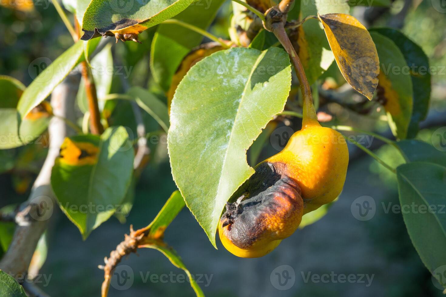 Rust on pear leaves. European pear rust is a fungal disease of pear trees photo