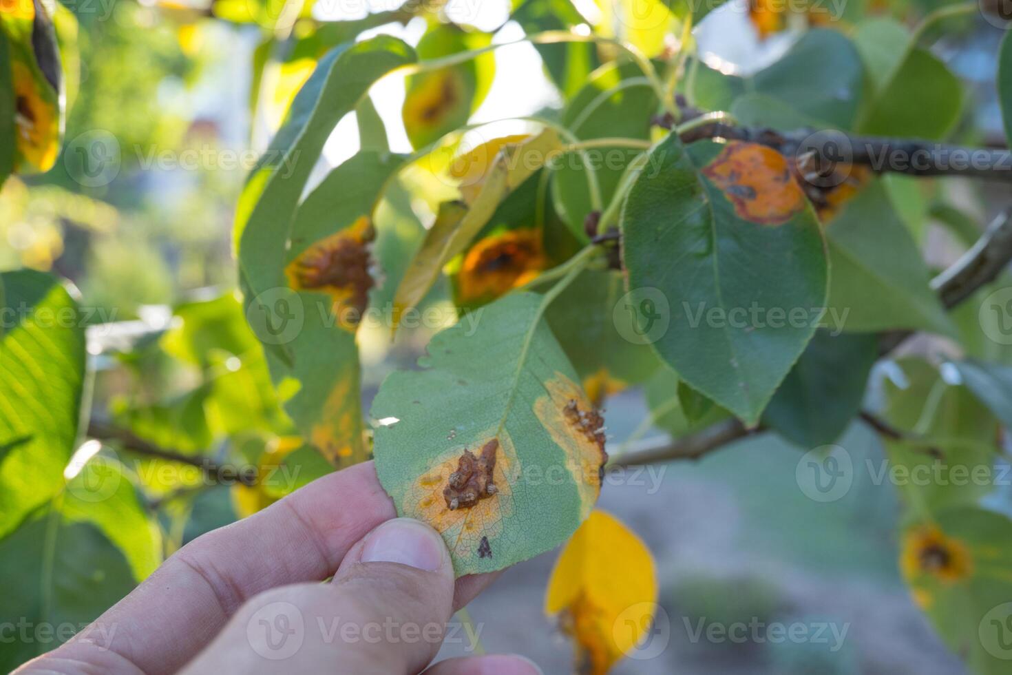 Pear leaf infected with gymnosporangium sabinae rust and Septoria Leaf Spot Septoria aegopodii. Man gardener hand hold photo