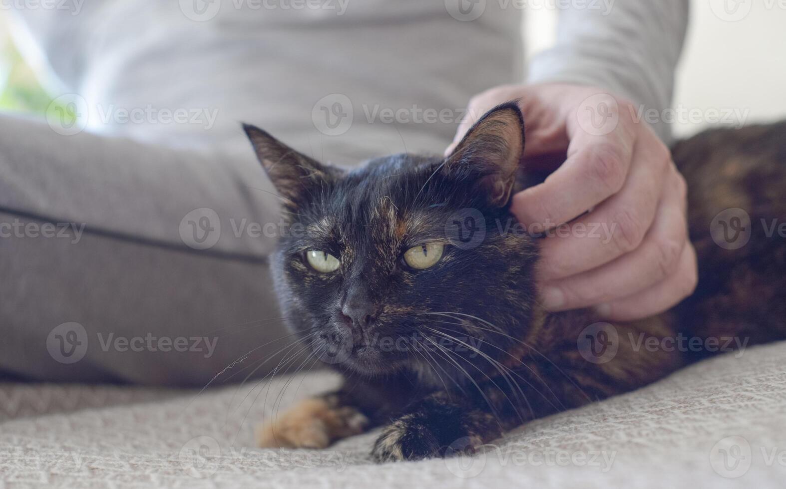 A man's hand scratches a fluffy cat behind the ear. Friendship with a pet. Caring for a cute kitten. The man pets the cat. Happy and lazy pet. photo