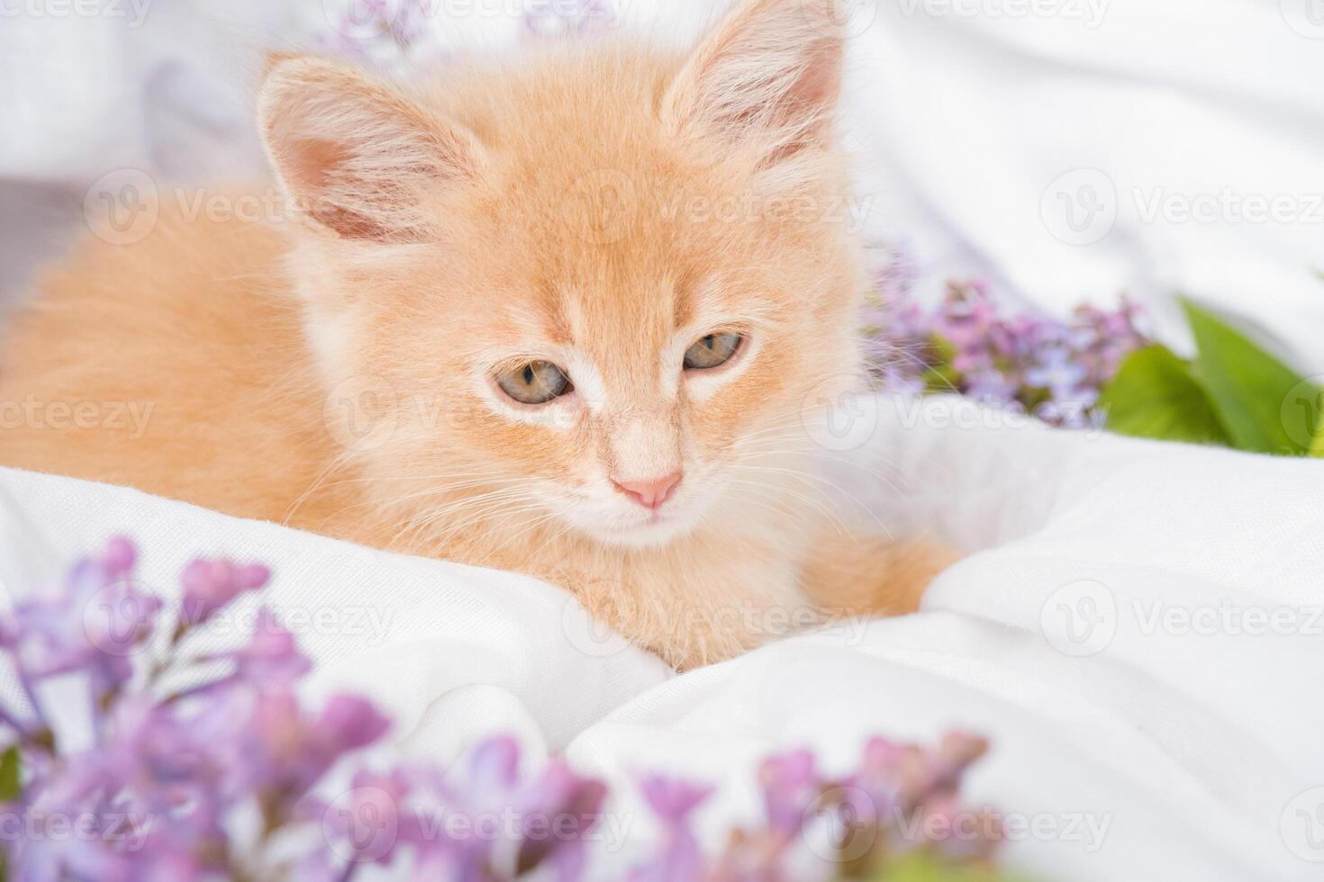 Cute ginger kitten and pink flowers on a white blanket. Greeting card with women's day, birthday, mother's day photo