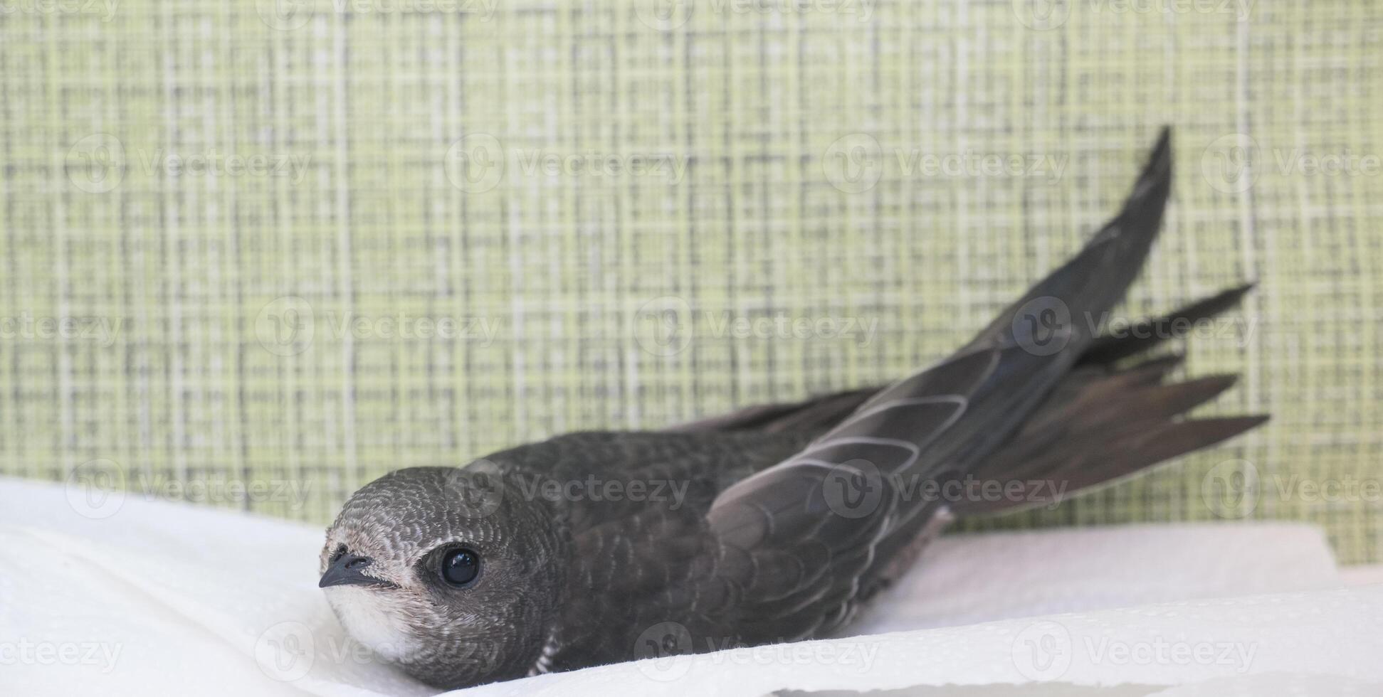 Portrait of an Young Eurasian Swift , Apus apus photo