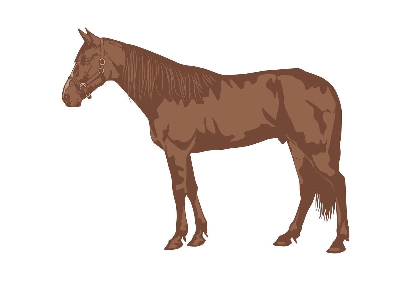 Brown horse standing illustration, isolated on white for design elements. vector