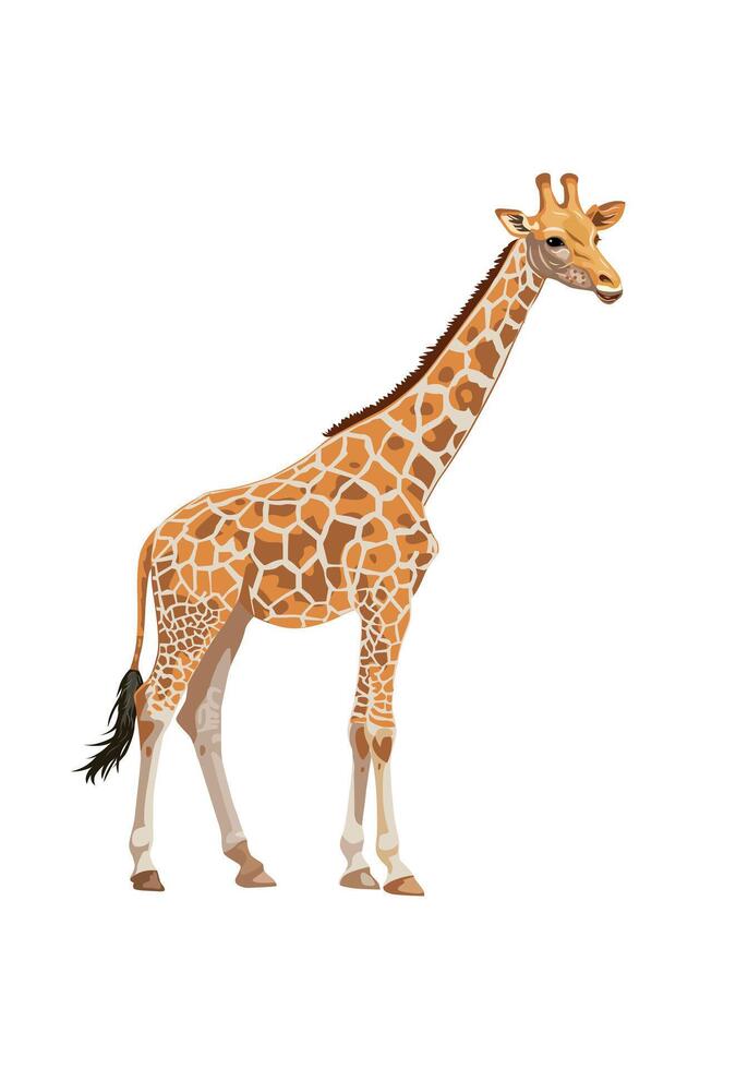Giraffe animal illustration style, isolated on white for background design. vector