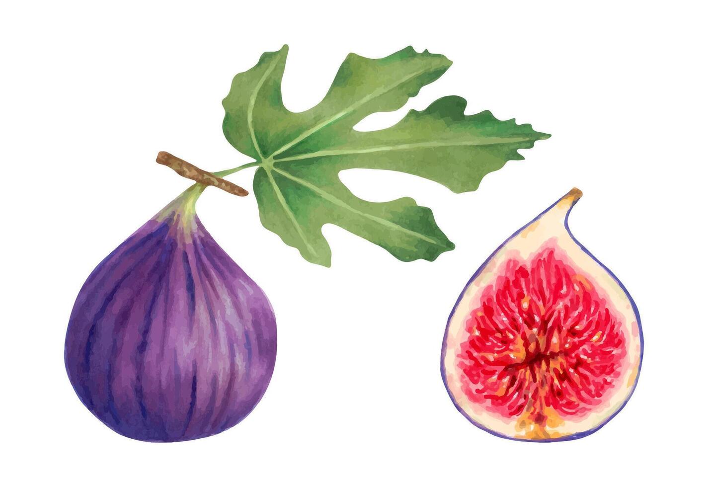 Set of purple figs with leaves. Whole fruit and half with red pulp.Botanical illustration with watercolors and markers.Tropical berries clipart.Hand drawn isolated art.For food,juice packaging vector