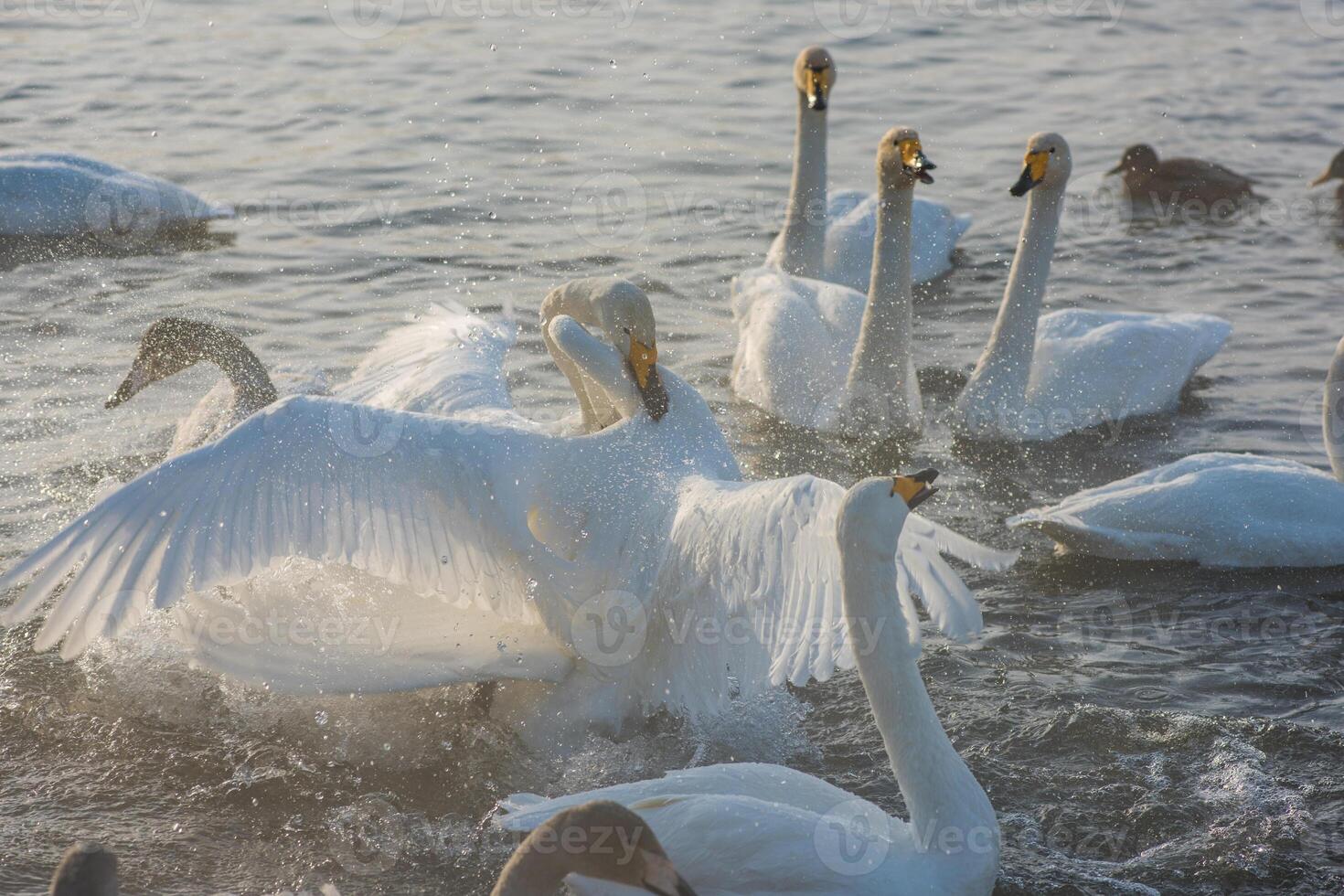 Fighting white whooping swans photo