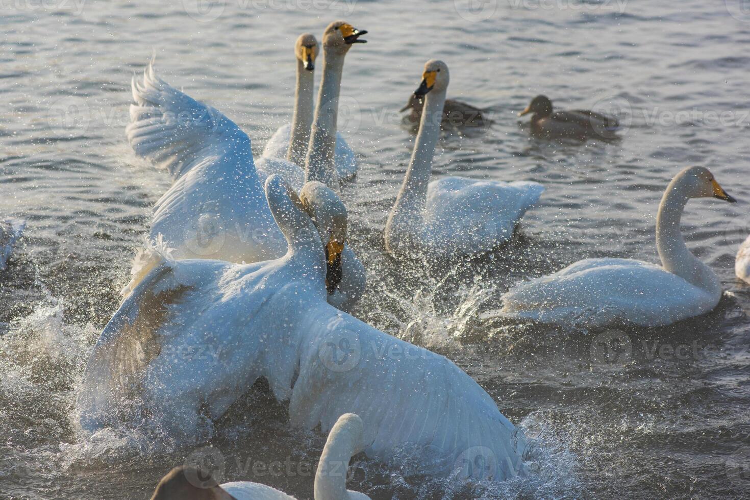 Fighting white whooping swans photo