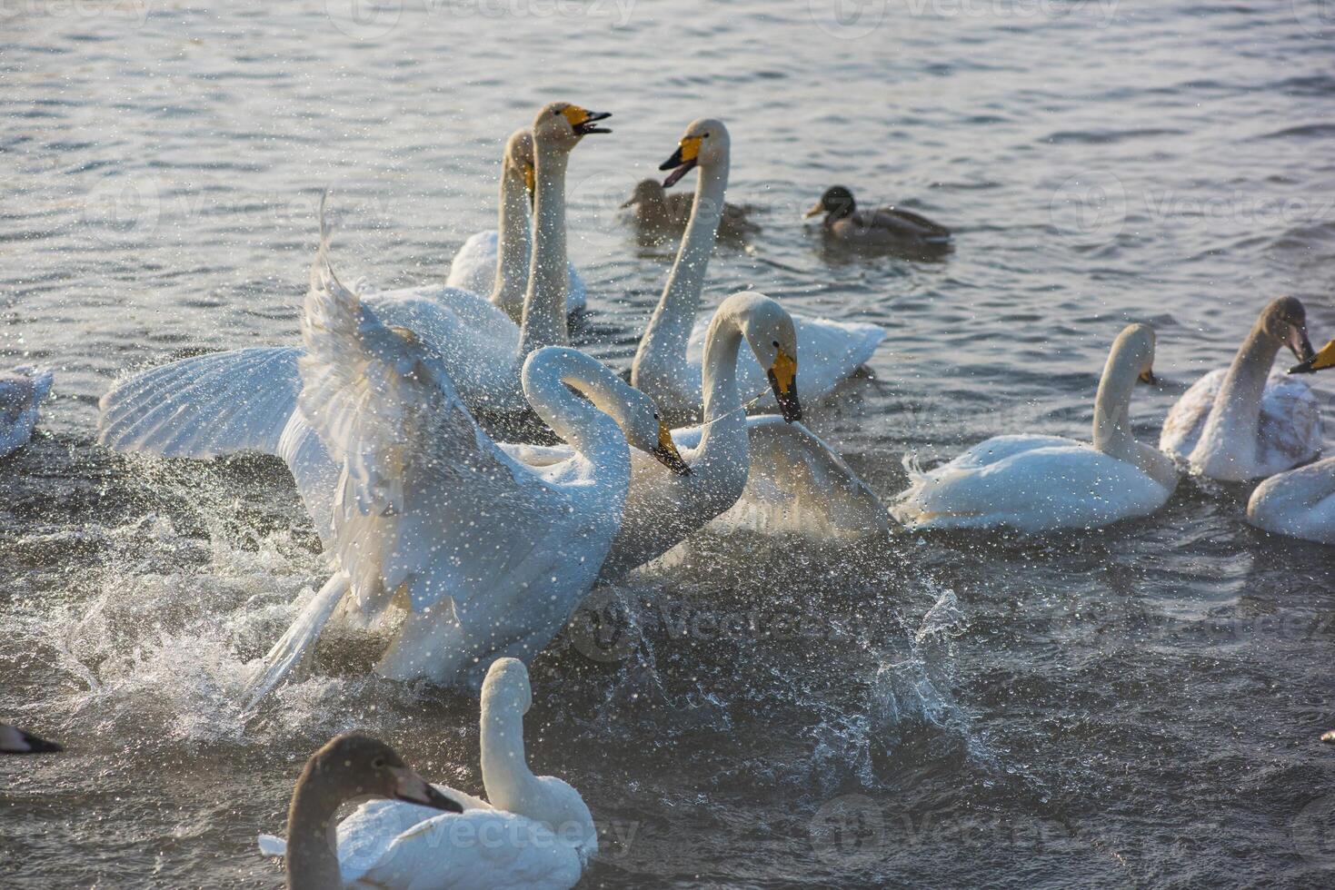 Fighting white whooping swans photo