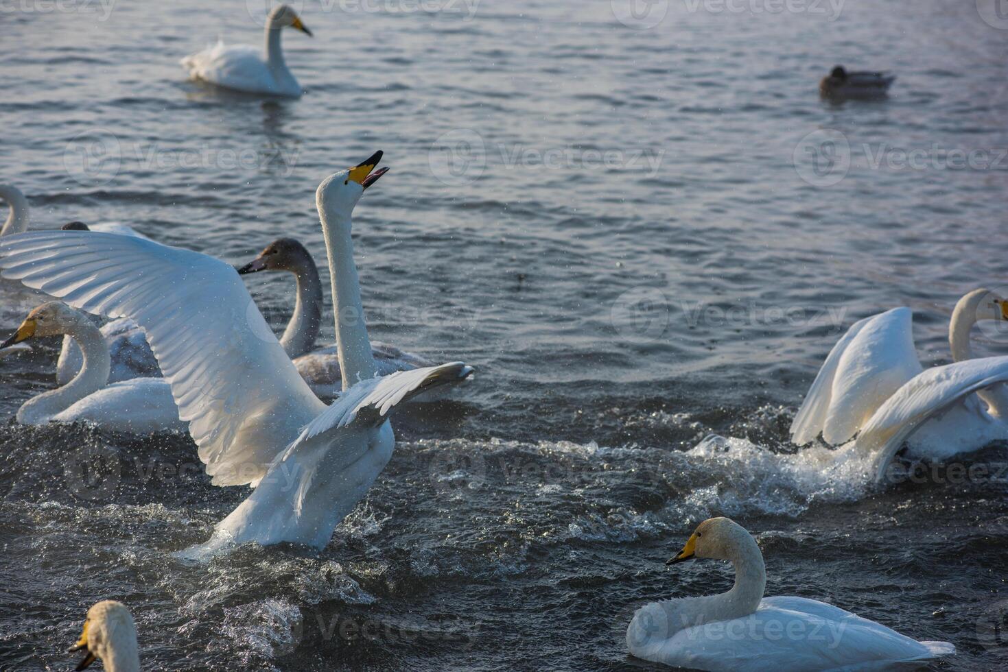 Fighting white whooping swans photo
