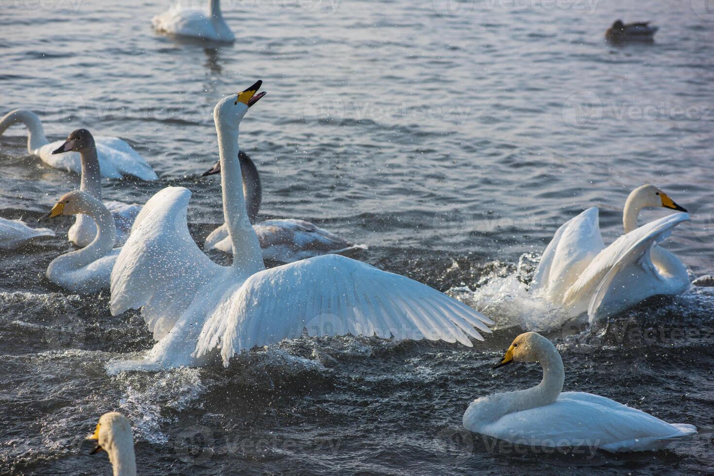 Fighting white whooping swans photo