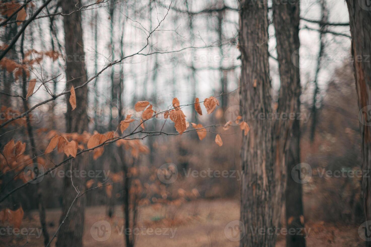 Beautiful Autumn Landscape Featuring Bare Trees and Brown Leaves in Nature photo