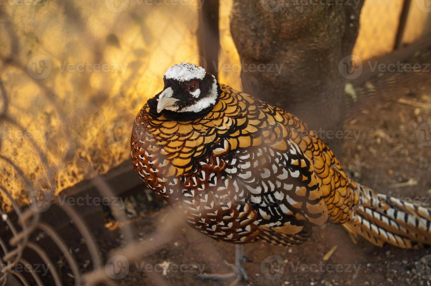 Pheasant in the cage photo