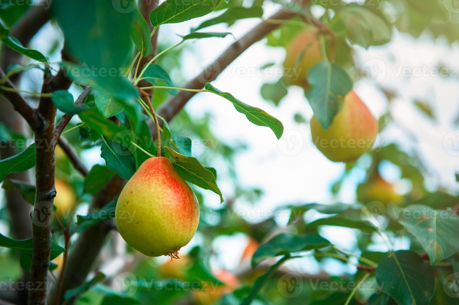 Pear tree with fruit photo