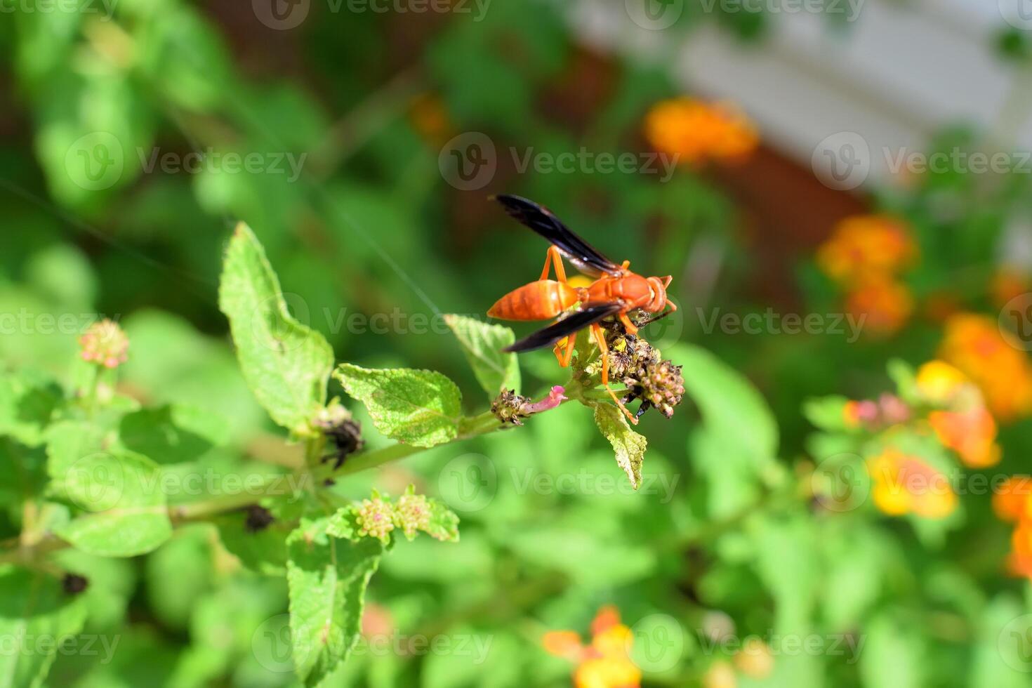 Red wasp at garden flowers photo