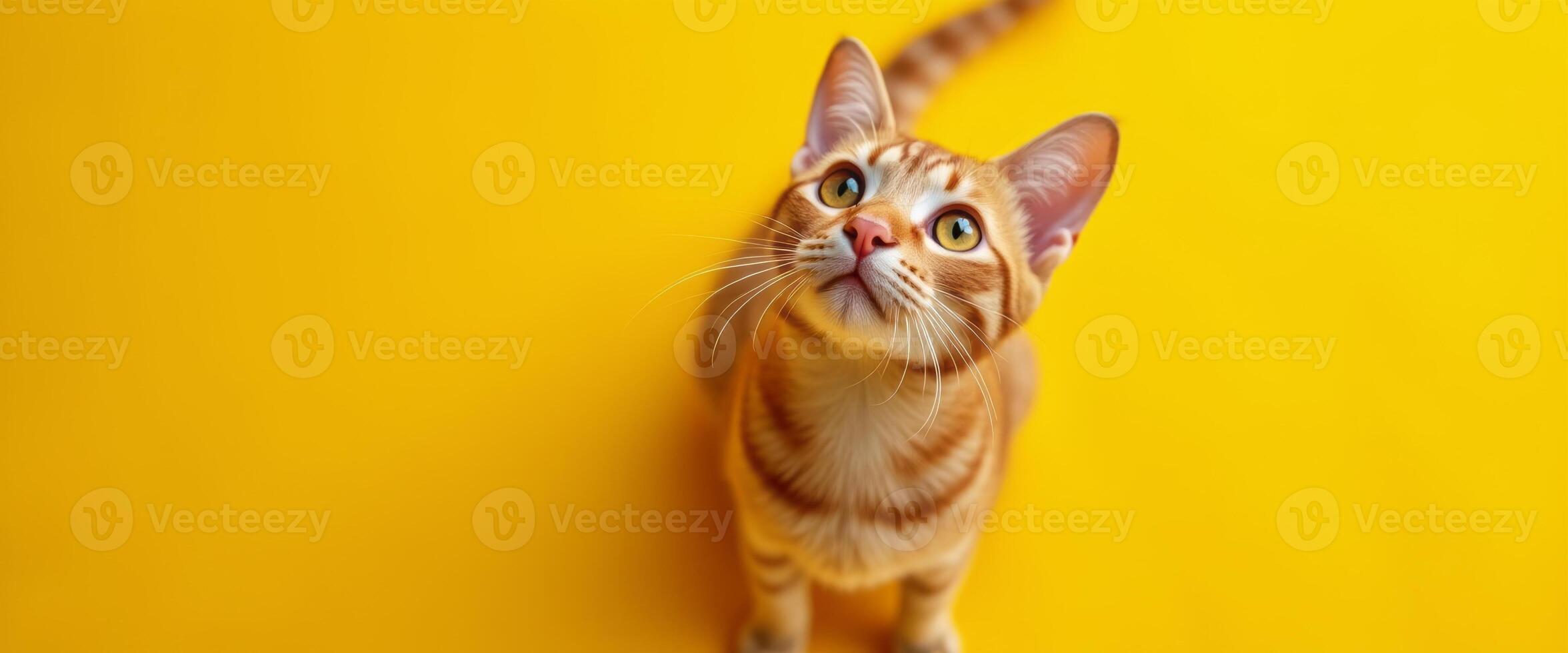 A curious kitten looking up with wide eyes, set against a bright yellow background. The image highlights the kitten's playful nature and creates a cheerful vibe. photo