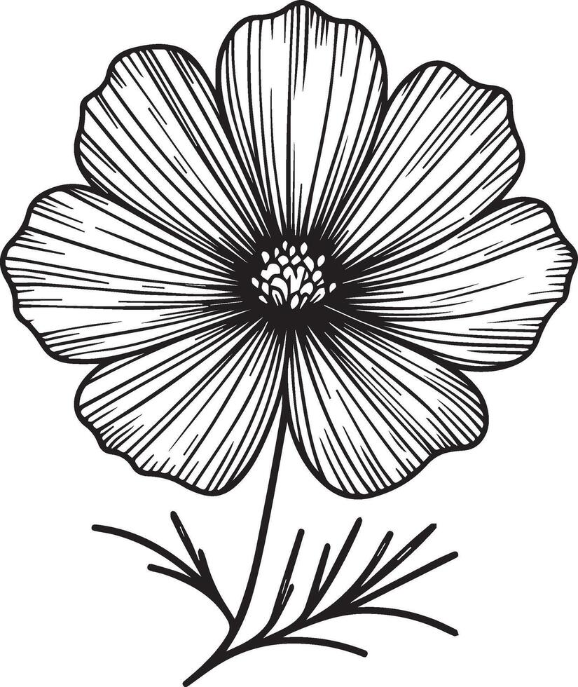 Cosmos flower drawings, minimal cosmos flower line drawing, pencil cosmos flower drawing, pencil cosmos flower drawing coloring pages, free printable flower coloring pages, cosmos flowers pencil art vector