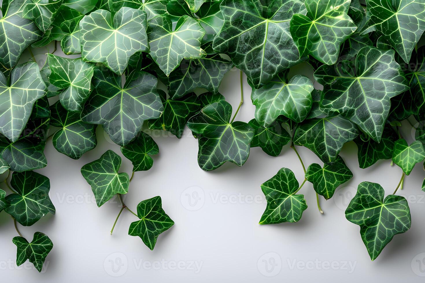 Lush Green Ivy Leaves on Light Background - Ideal for Nature Prints, Botanical Design, and Home Decor photo